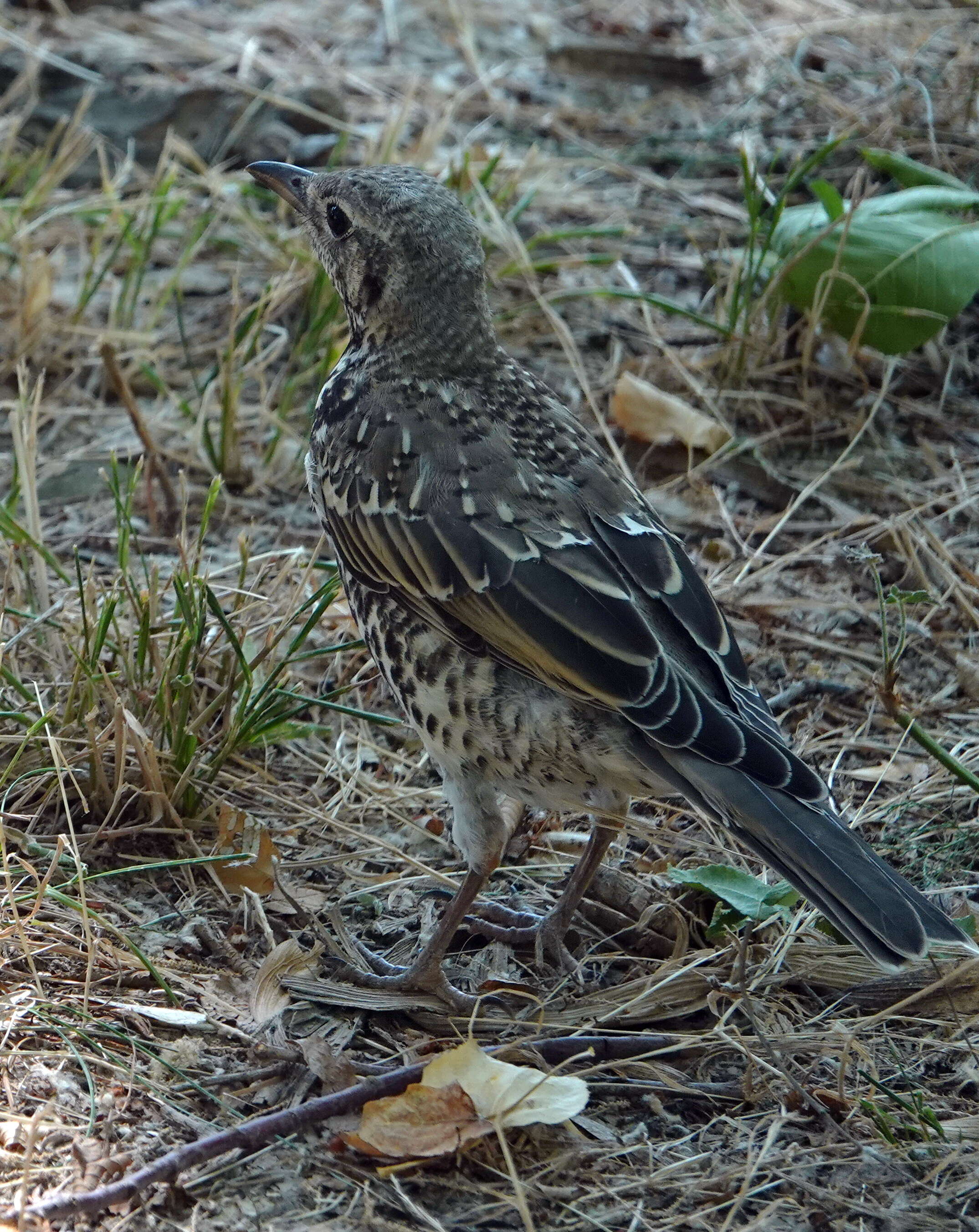 Image of Mistle Thrush