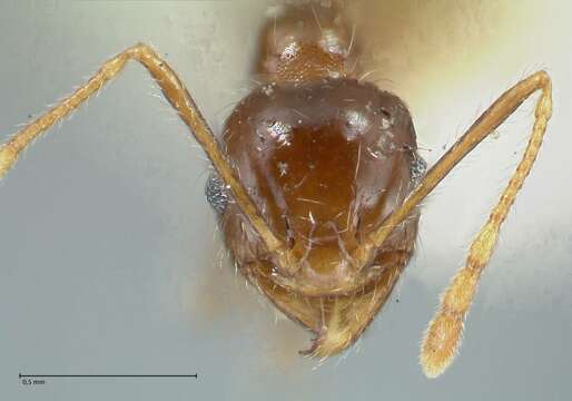 Image of Pheidole pallidula (Nylander 1849)