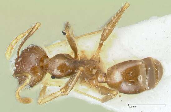 Image of Pheidole pallidula (Nylander 1849)