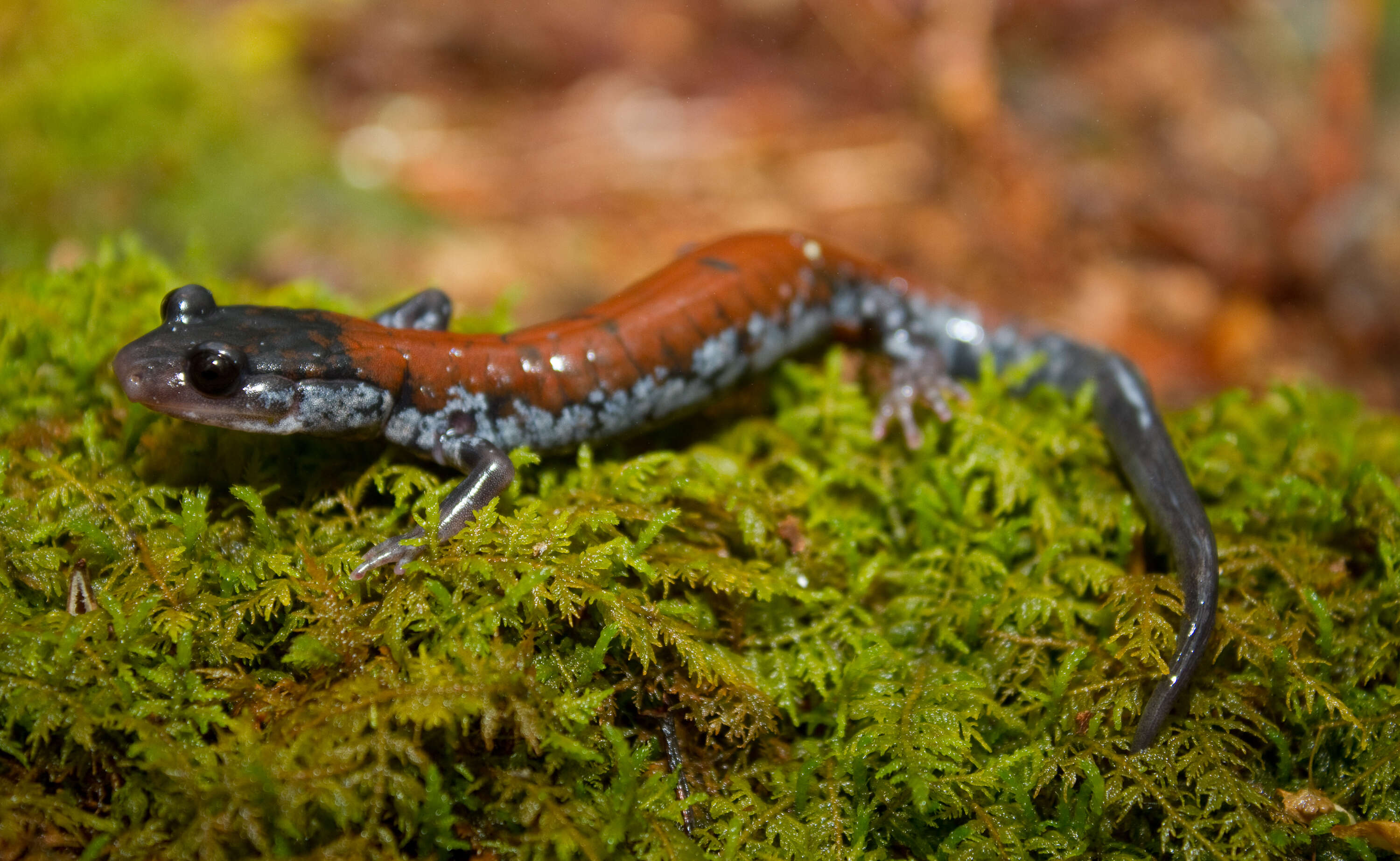 Image of Yonahlossee Salamander