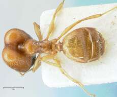 Image of Pheidole schultzei Forel 1910