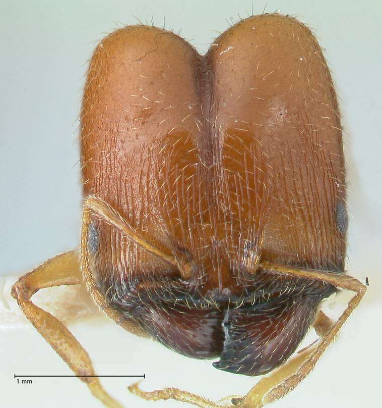 Image of Pheidole schultzei Forel 1910