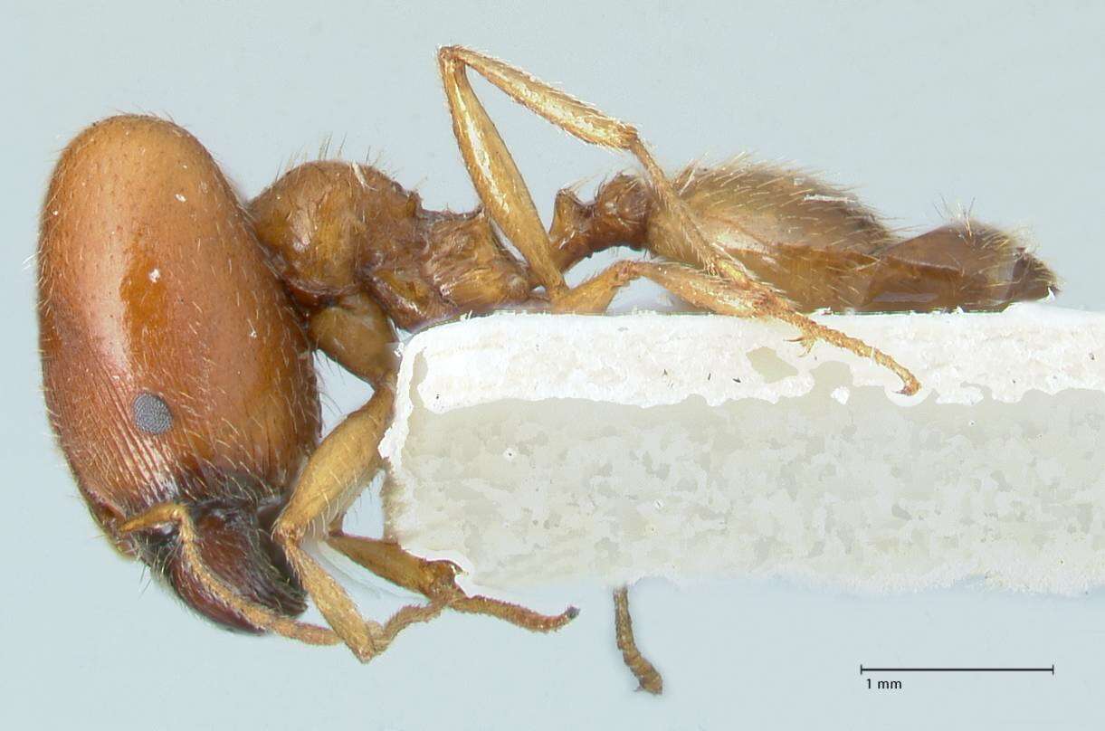 Image de Pheidole schultzei Forel 1910