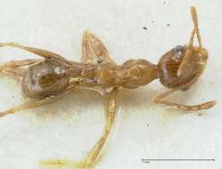 Image de Pheidole schultzei Forel 1910