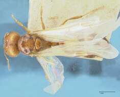 Image of Pheidole schultzei Forel 1910