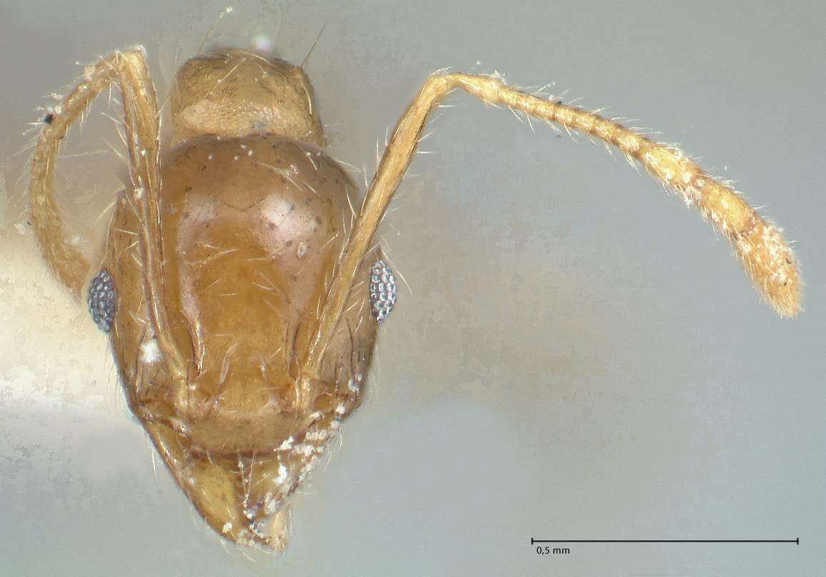 Image of Pheidole squalida Santschi 1910