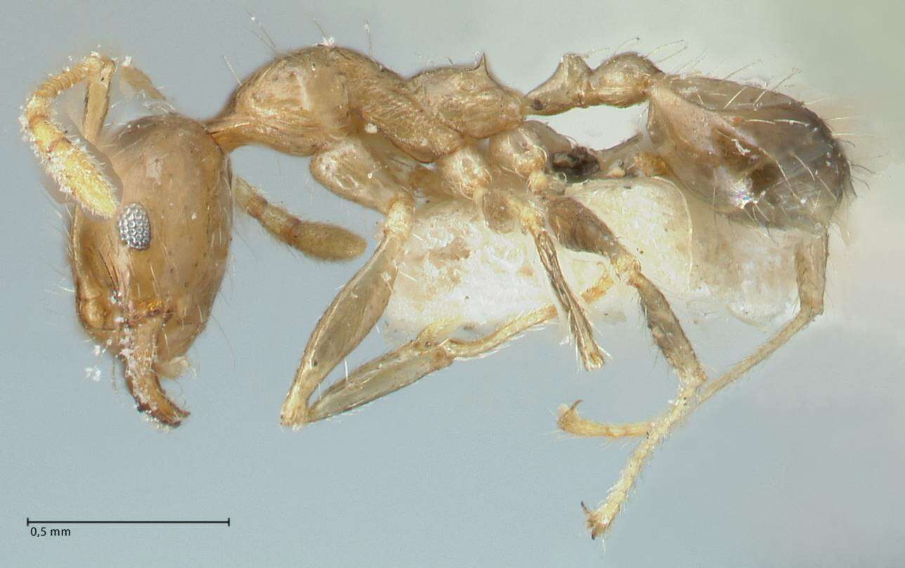 Image of Pheidole squalida Santschi 1910