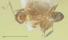 Image of Pheidole squalida Santschi 1910