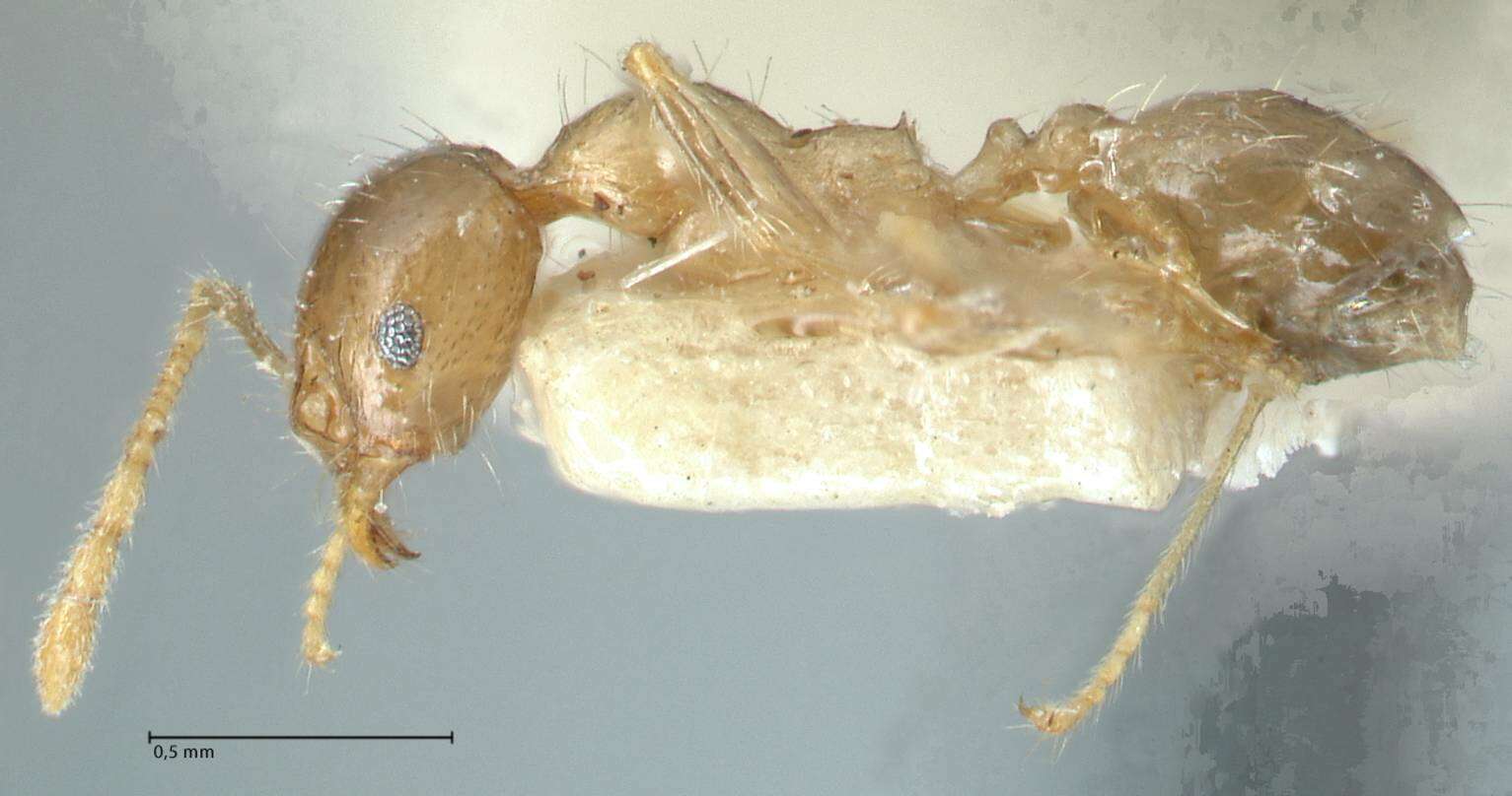 Image of Pheidole squalida Santschi 1910