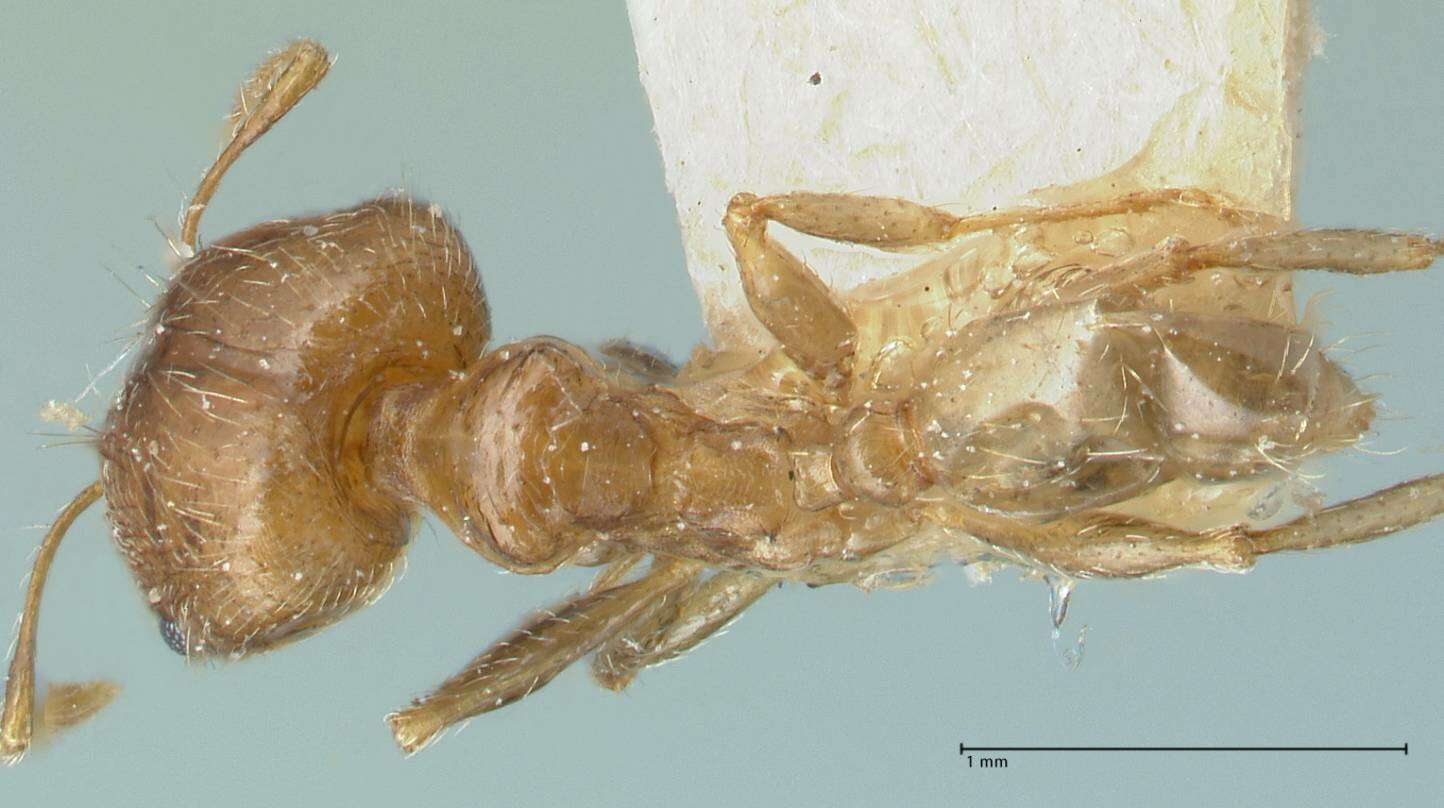 Image of Pheidole squalida Santschi 1910