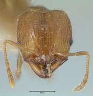 Image of Pheidole squalida Santschi 1910