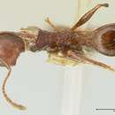 Image of Pheidole scabriuscula Gerstaecker 1871