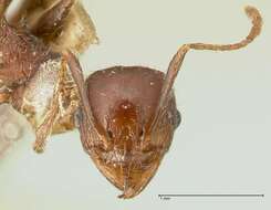 Image of Pheidole scabriuscula Gerstaecker 1871