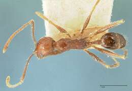 Image of Pheidole concinna Santschi 1910