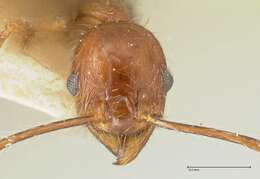 Image of Pheidole concinna Santschi 1910