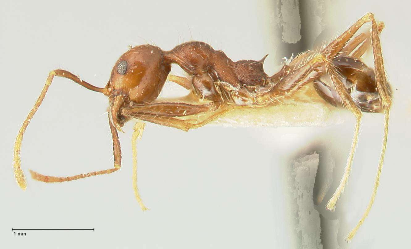 Image of Pheidole concinna Santschi 1910