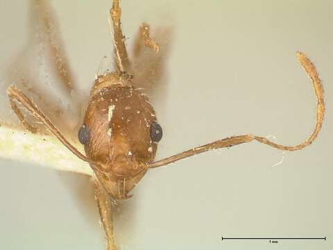 Image of Pheidole aeberlii Forel 1894