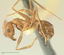 Image of Pheidole aeberlii Forel 1894