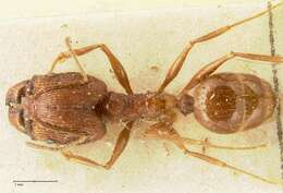 Image of Pheidole aglae Forel 1913