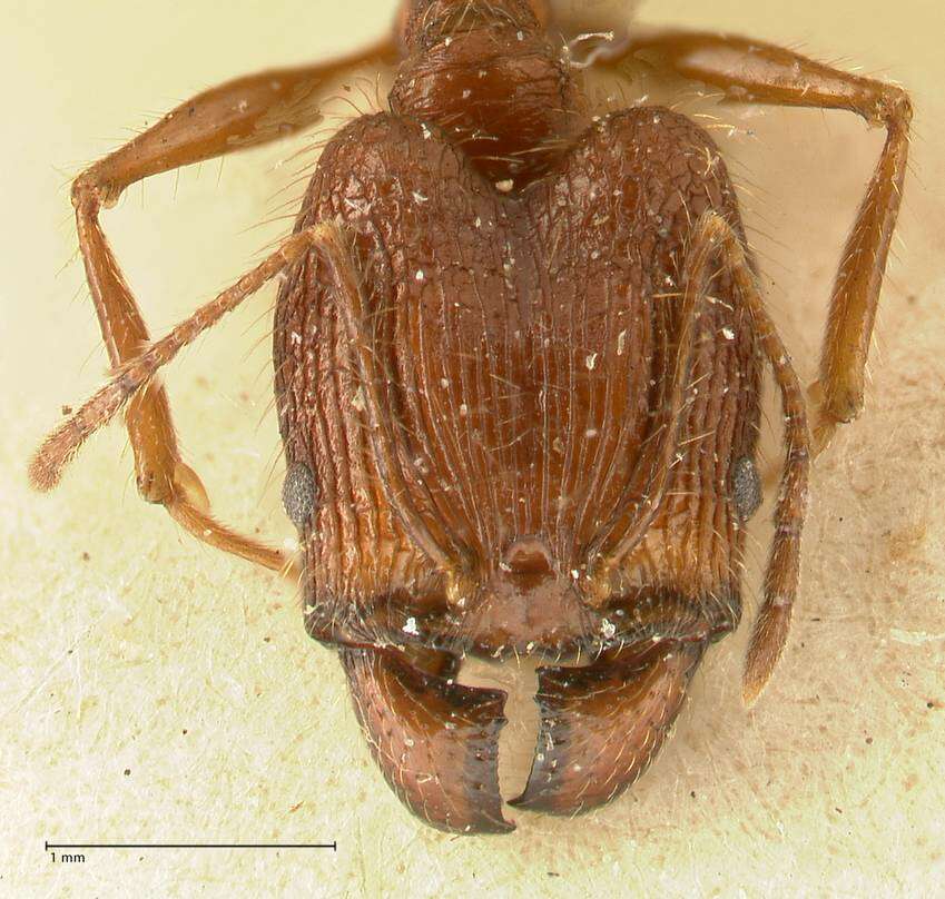 Image of Pheidole aglae Forel 1913