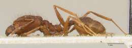 Pheidole aglae Forel 1913 resmi