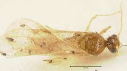 Image of Pheidole nodgii Forel 1905