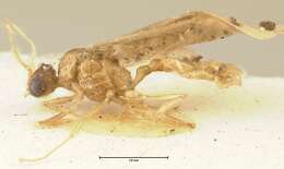 Image of Pheidole nodgii Forel 1905