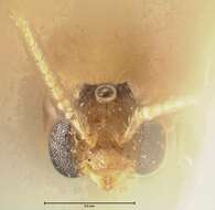 Image of Pheidole nodgii Forel 1905