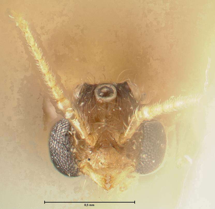 Image of Pheidole nodgii Forel 1905