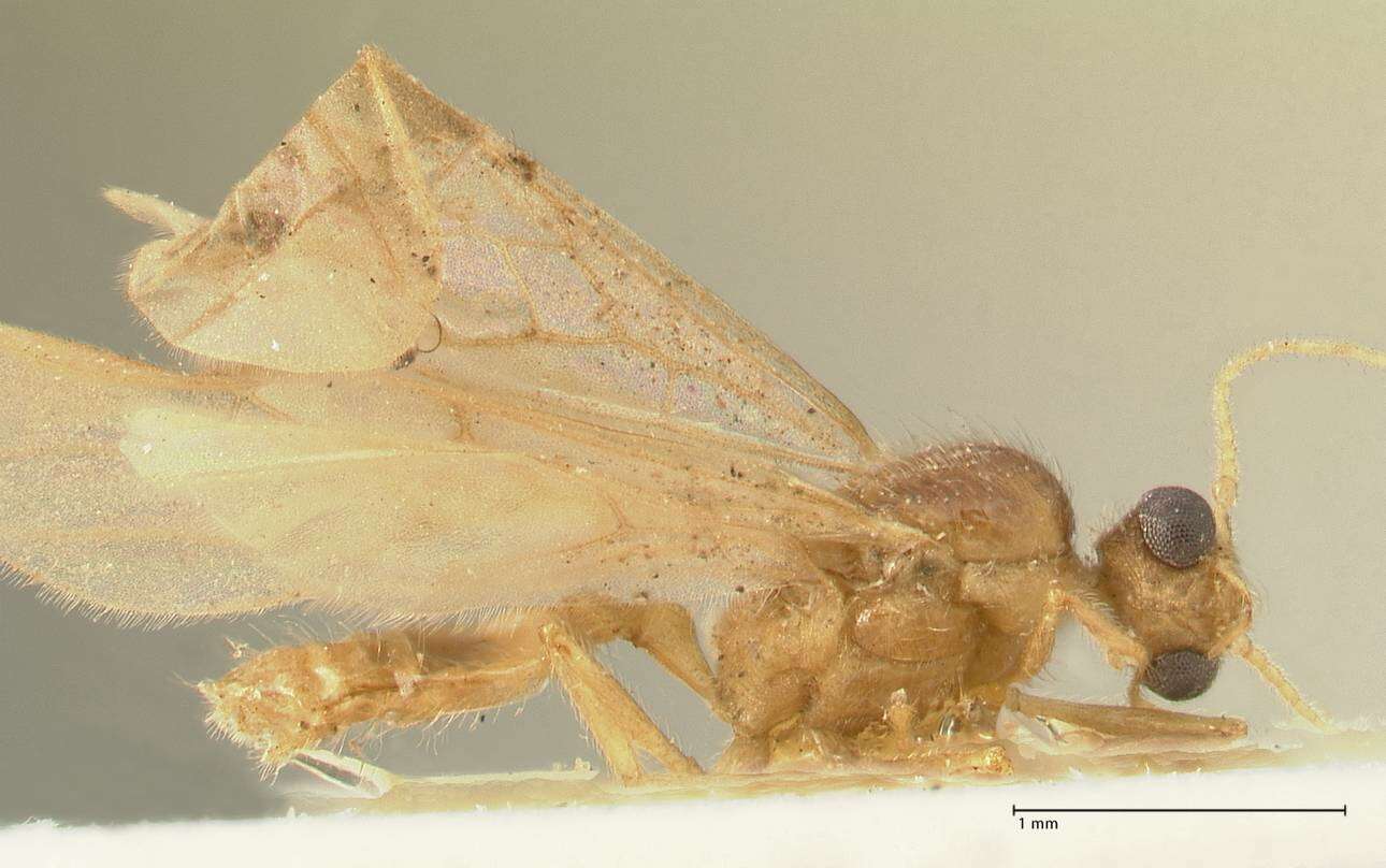 Image of Pheidole nodgii Forel 1905