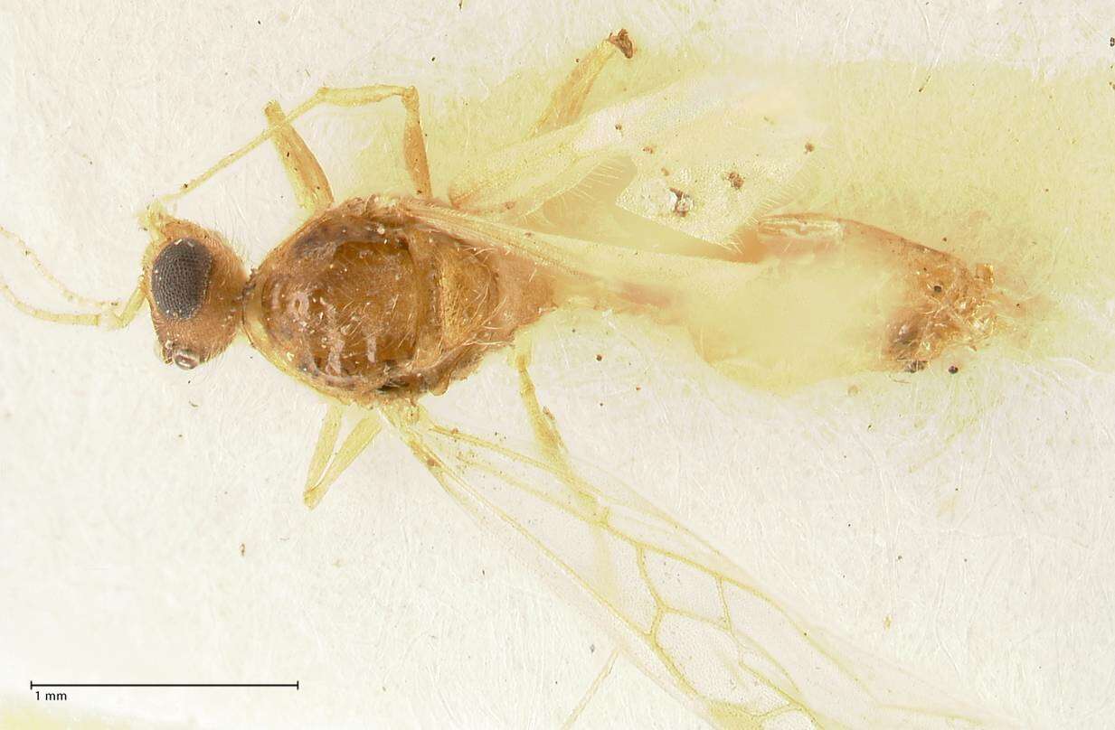 Image of Pheidole nodgii Forel 1905