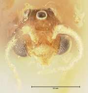 Image of Pheidole nodgii Forel 1905