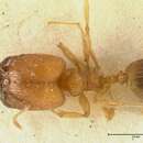 Plancia ëd Pheidole inscrobiculata Viehmeyer 1916