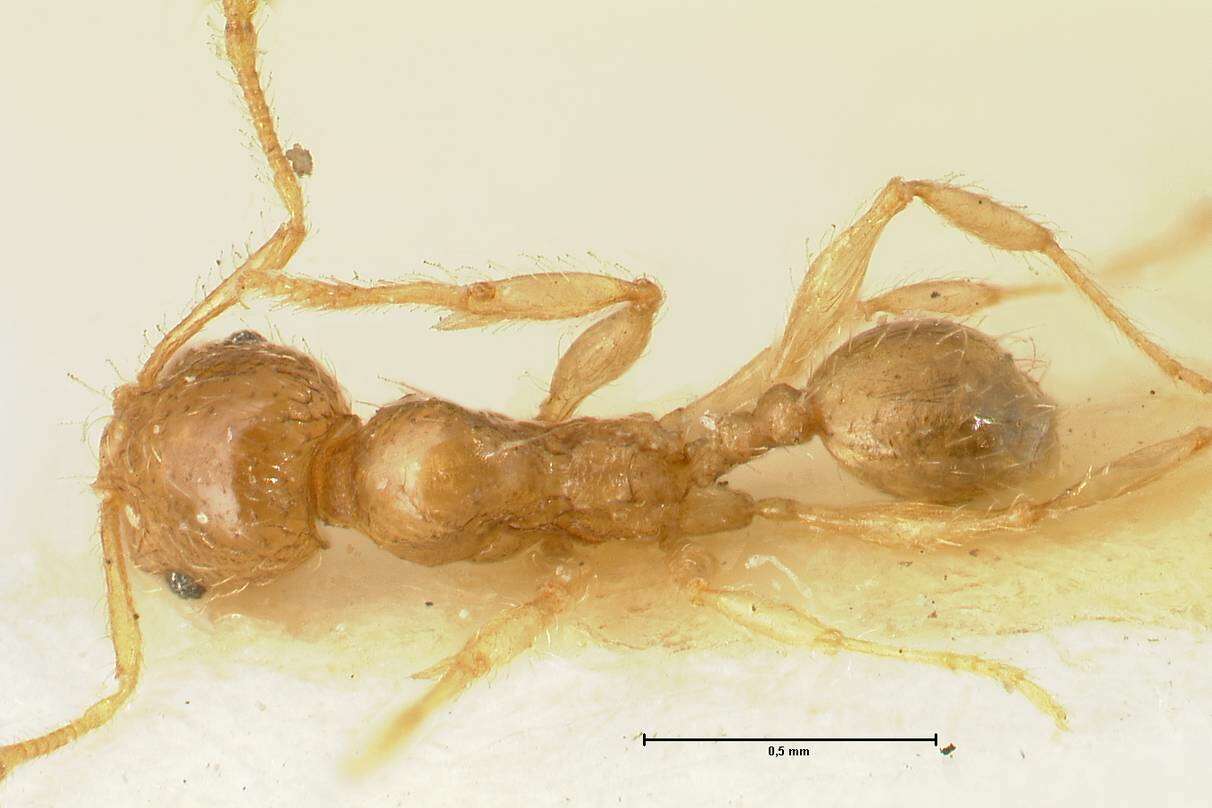 Image of Pheidole impressiceps Mayr 1876