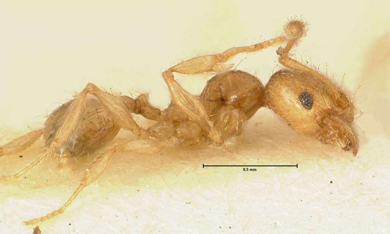 Image of Pheidole impressiceps Mayr 1876
