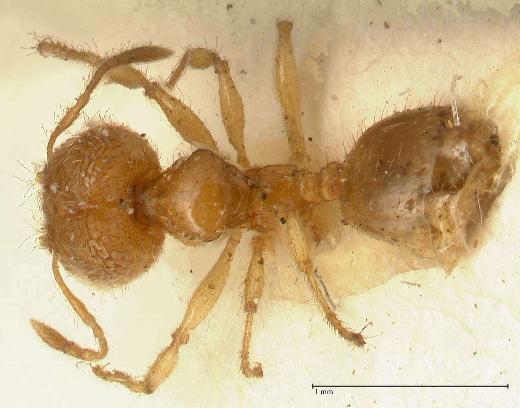 Plancia ëd Pheidole impressiceps Mayr 1876