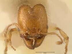 Image of Pheidole impressiceps Mayr 1876