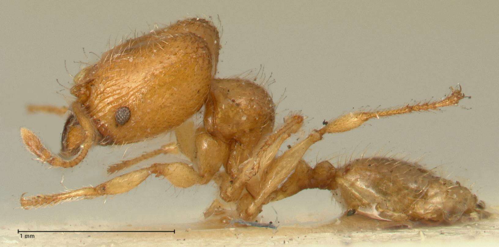 Plancia ëd Pheidole impressiceps Mayr 1876