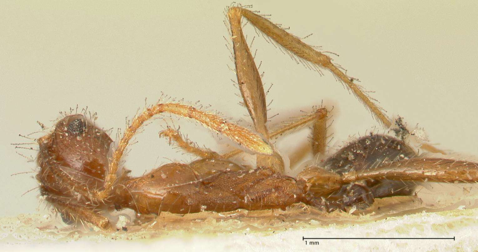 Image of Pheidole impressiceps Mayr 1876