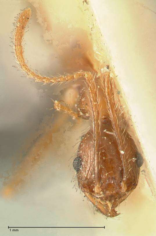 Image of Pheidole impressiceps Mayr 1876