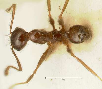 Image of Pheidole makilingi Viehmeyer 1916