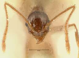 Image of Pheidole makilingi Viehmeyer 1916