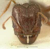 Image of Pheidole makilingi Viehmeyer 1916