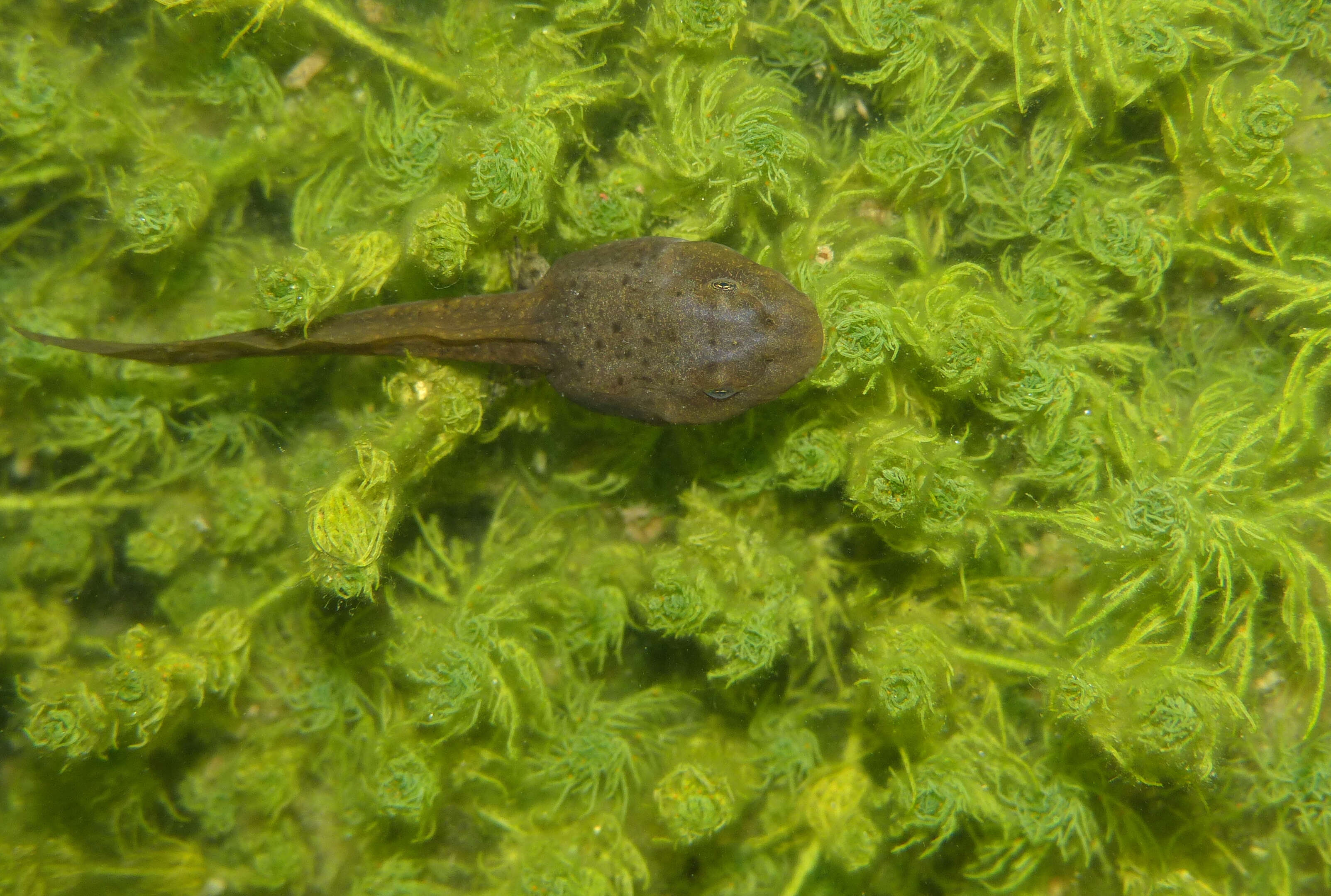 Image of Midwife toads