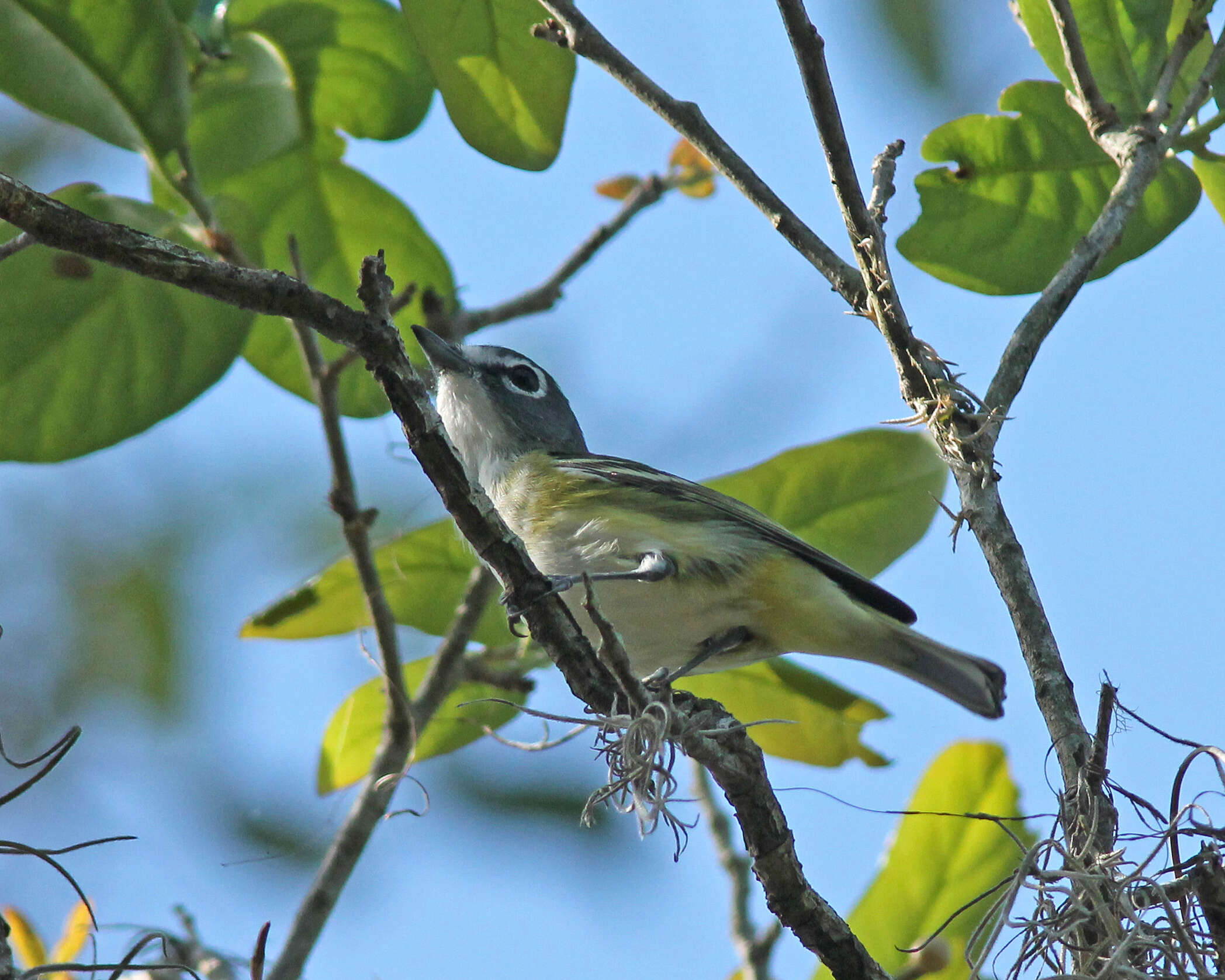 Image of Blue-headed Vireo