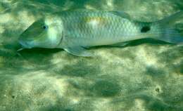 Image of Goatfish