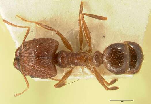 Image of Pheidole