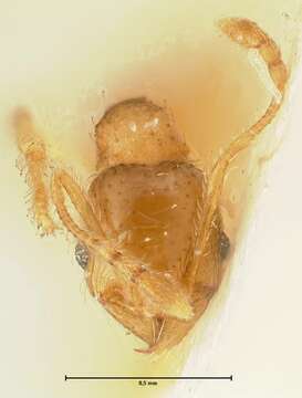 Image of Pheidole amplificata Viehmeyer 1914