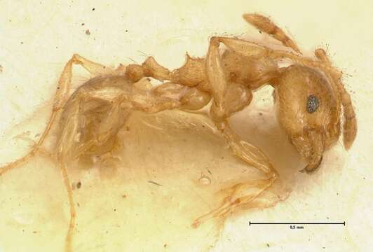 Image of Pheidole amplificata Viehmeyer 1914