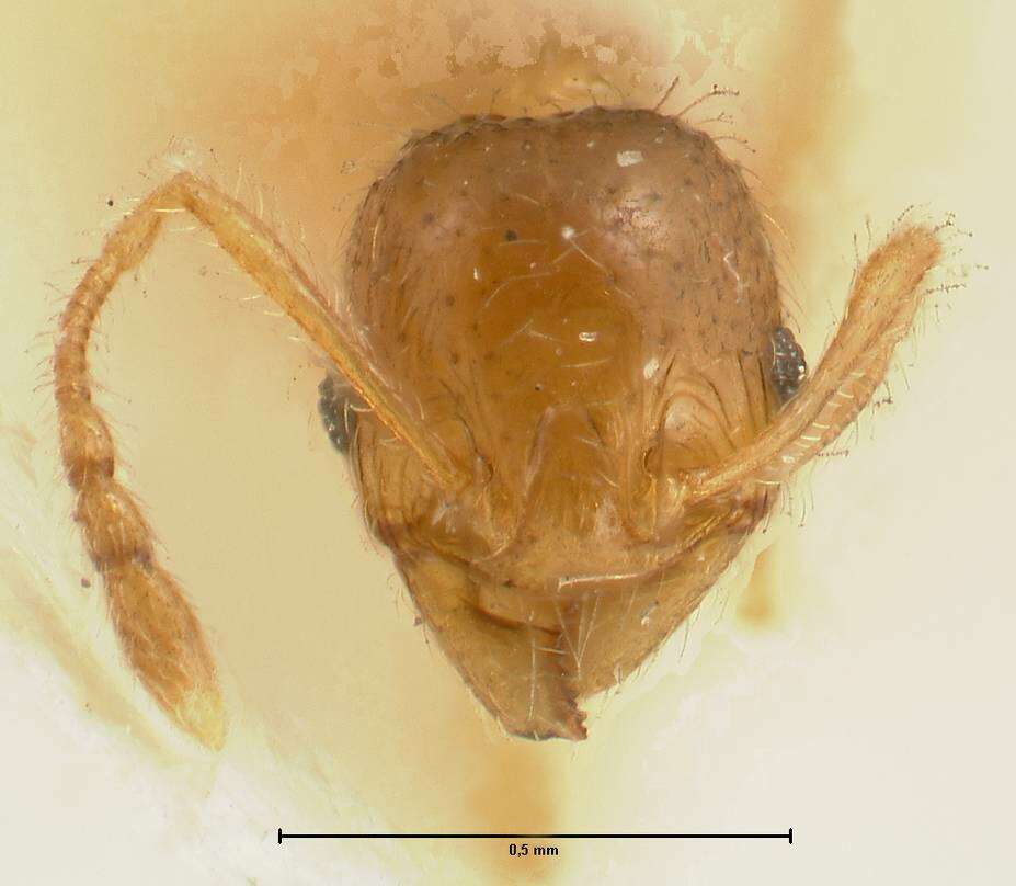 Pheidole amplificata Viehmeyer 1914 resmi